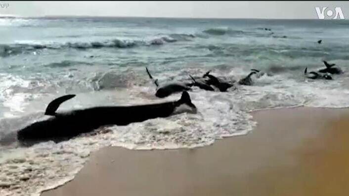 הלווייתנים בחוף