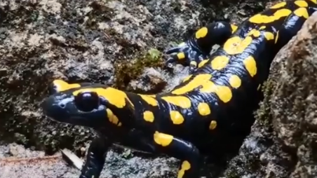 Саламандра в заповеднике Баниас (Фото: Шай Месика, Управление национальных парков и заповедников) סלמנדרה כתומה בבניאס