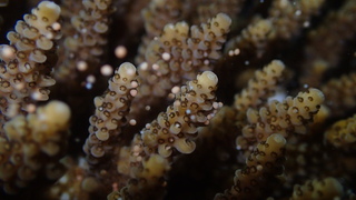 אלמוגים שנחקרו