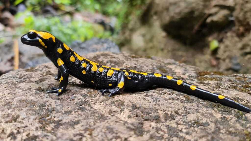 Саламандра в заповеднике Баниас (Фото: Шай Месика, Управление национальных парков и заповедников) סלמנדרה כתומה בבניאס