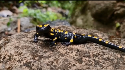 Саламандра в заповеднике Баниас (Фото: Шай Месика, Управление национальных парков и заповедников) סלמנדרה כתומה בבניאס
