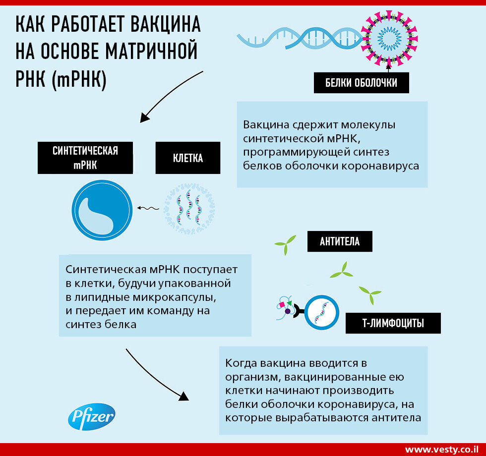 Как работает вакцина на основе матричной РНК (мРНК)
