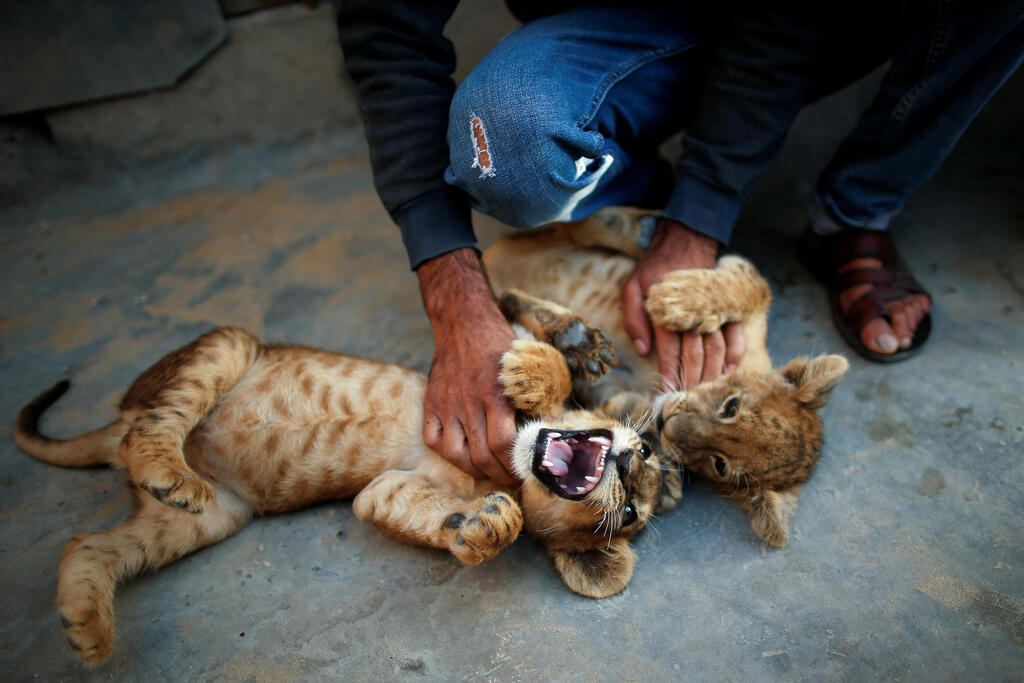 Palestinian man Naseem Abu Jamea plays with his pet lion cubs that he keeps on his house rooftop after buying them from a local zoo, in Khan Younis, in the southern Gaza Strip 