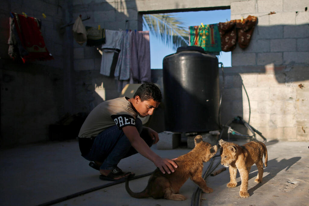 A boy plays with two pet lion cubs that Palestinian man Naseem Abu Jamea bought from a local zoo and keeps on his house rooftop, in Khan Younis, in the southern Gaza Strip 