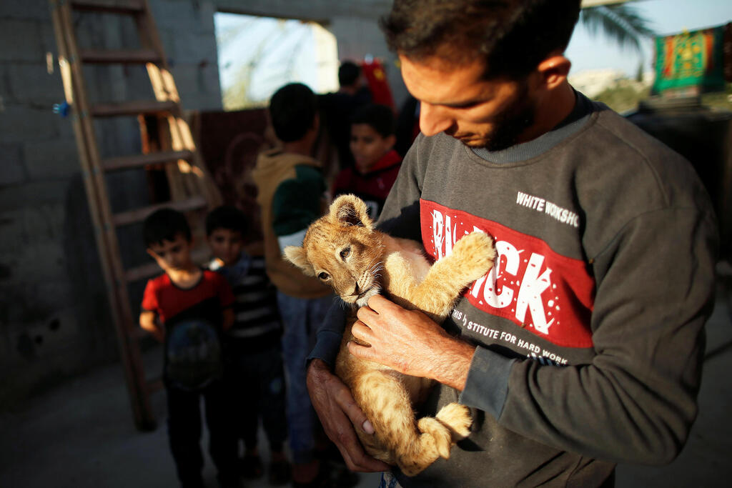Palestinian man Naseem Abu Jamea holds one of his two pet lion cubs that he bought from a local zoo and keeps on his house rooftop, in Khan Younis, in the southern Gaza Strip 