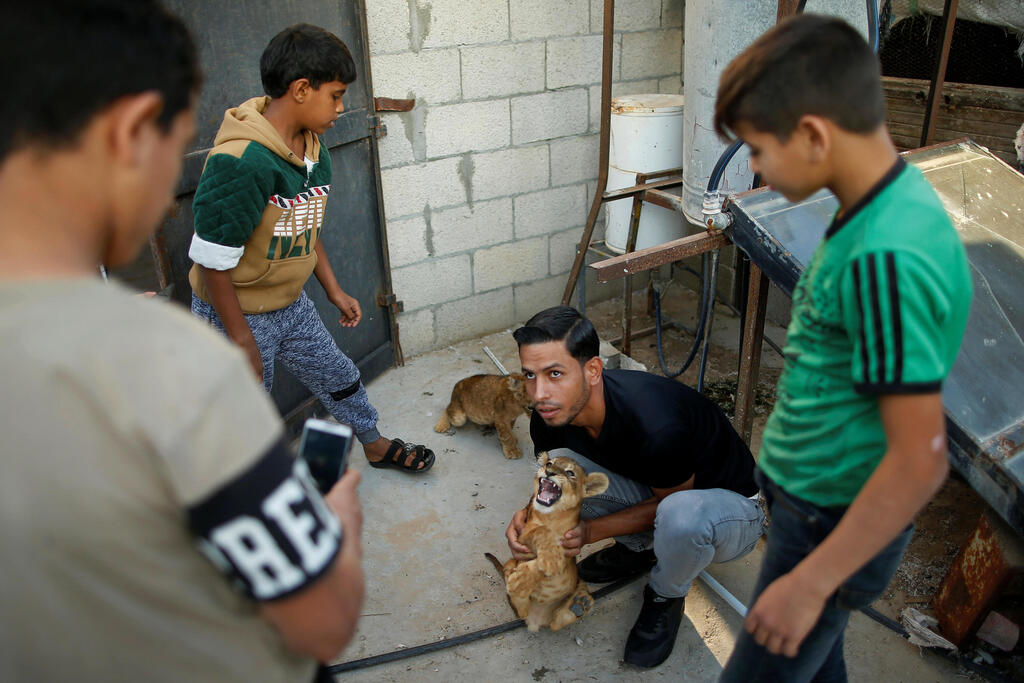 A man poses for a photo with a lion cub on the rooftop of the house of Palestinian man Naseem Abu Jamea, who keeps two pet lion cubs after buying them from a local zoo, in Khan Younis, in the southern Gaza Strip 