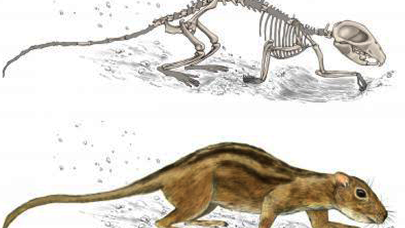 היונקים הקדומים חיו בקבוצה במאורה מתחת לאדמה. דיאגרמת שלד של "עכבר ידידותי" ושחזור כיצד נראה בחייו