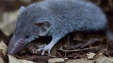 Карликовая многозубка (Фото: Ариэль Драбкин, "Едиот ахронот"
) Карликовая многозубка