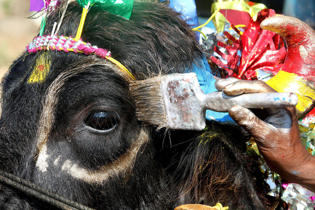פסטיבסל דיוואלי צובעים פרה ב בופאל ב הודו