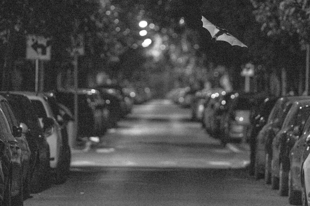 One of Yuval Chen’s photos showcasing the urban life of bats.