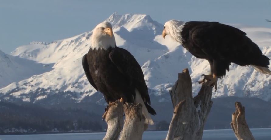 The beauty of Alaska, a pair of eagles 