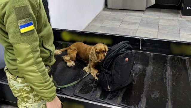 כלב הרחה תפס ישראלי שרצה לעלות לטיסה עם אקדח אוויר תחמושת ומיכלי גז פלפל