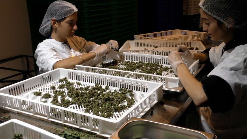 Workers at Intelicanna's facility sort through cannabis products 