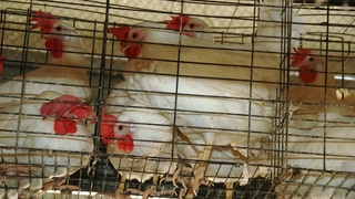 תרנגולות בלול סוללה