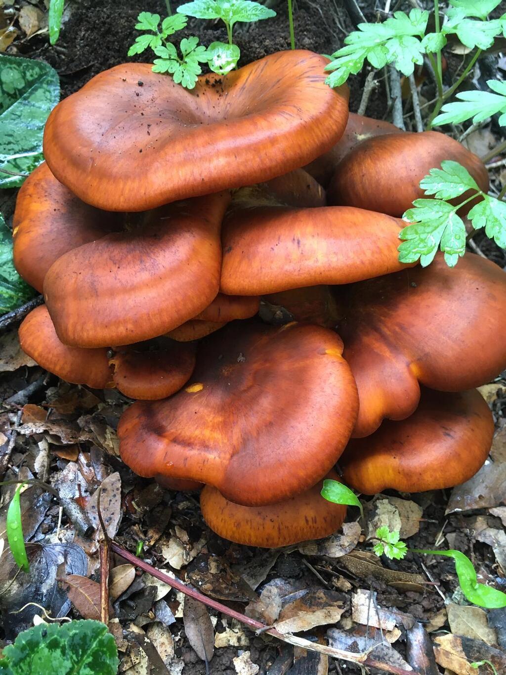 Фото: д-р Далия Левинсон Ядовитые грибы ОДНОРАЗОВО