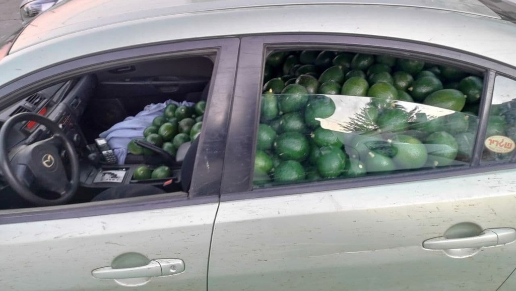 גניבת אבוקדו גליל ים