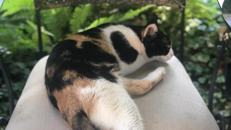 החתולה בבית הנשיא