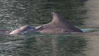 הדולפינים בהופעה ראשונה במפרץ אילת