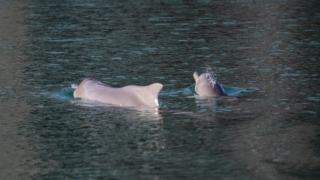 דולפין אחד בוגר ושני צעיר