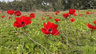 כלניות ביער חדרה