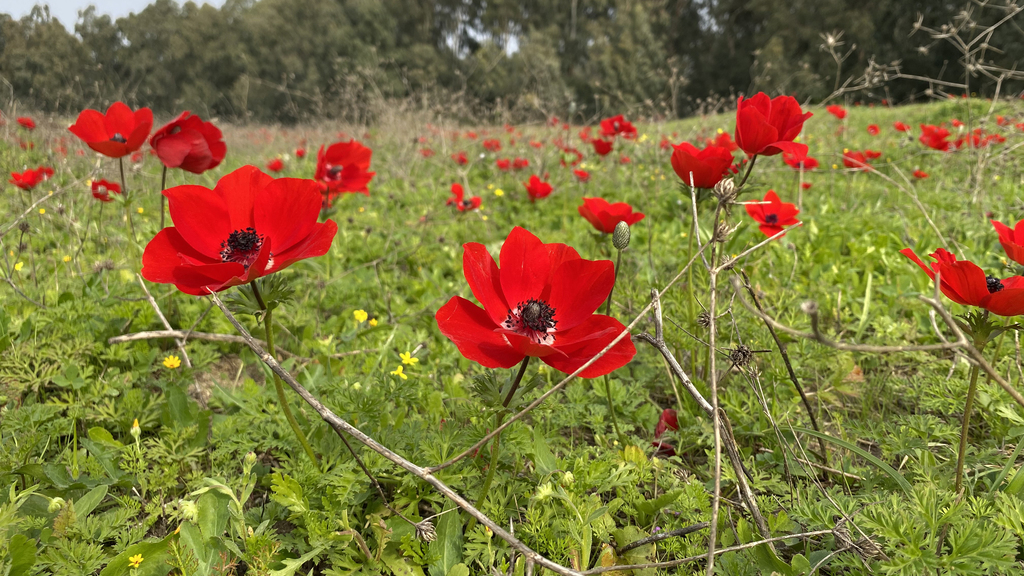 כלניות ביער חדרה