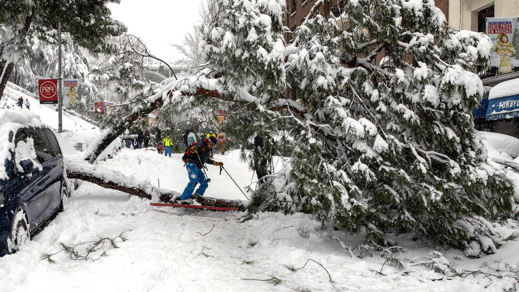 A tree falls amid snowfall in Madrid 