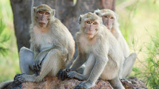 קופי מקוק רזוס