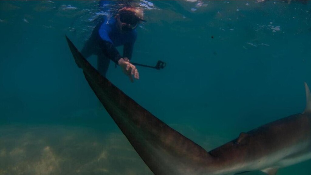 Поведение акул непредсказуемо - и дайверы подвергают себя и других опасности