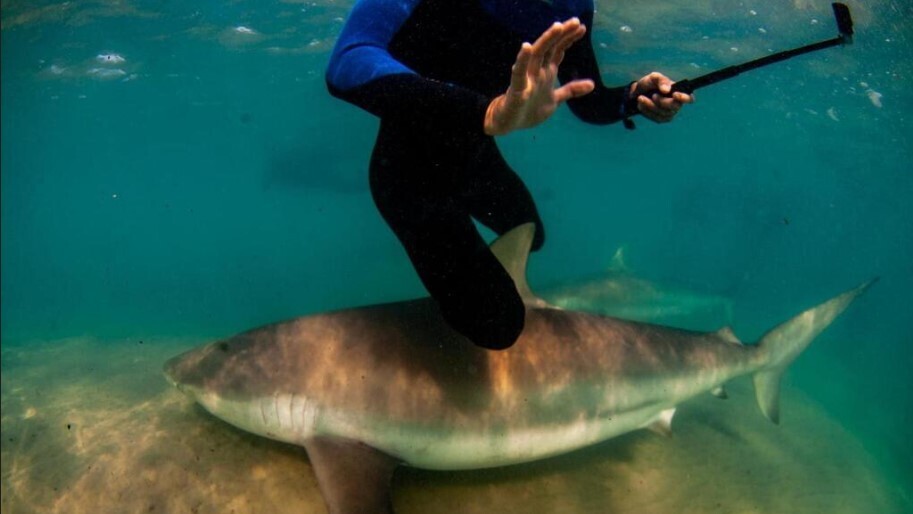 Дайверы нарушают этический код при плавании с акулами в акватории Хадеры