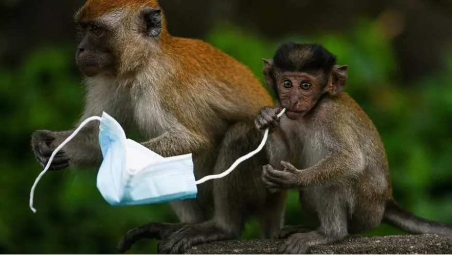 Face masks are proving a deadly hazard for wildlife - a choking hazard for diminutive macaque monkeys, for example