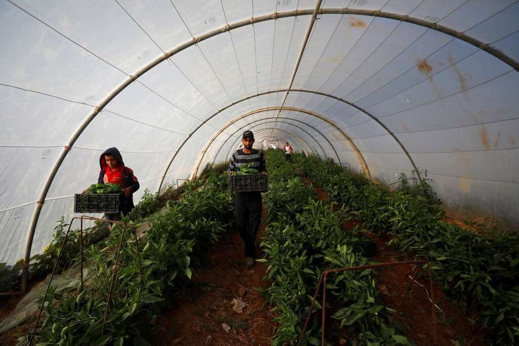 Palestinian farmers collect crops amid the coronavirus disease (COVID-19) pandemic, in a field in Jericho 