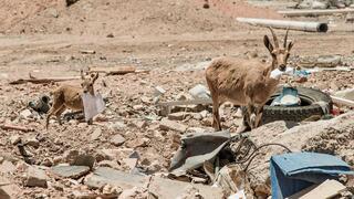סכנה לבעלי החיים