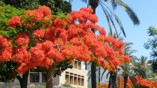 הפריחה האדומה שהגיעה ממדגסקר. צאלון נאה פורח באוניברסיטת תל אביב