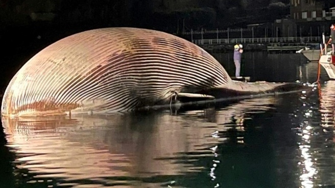 גווית לוויתן מצוי שנמצאה לחופי איטליה