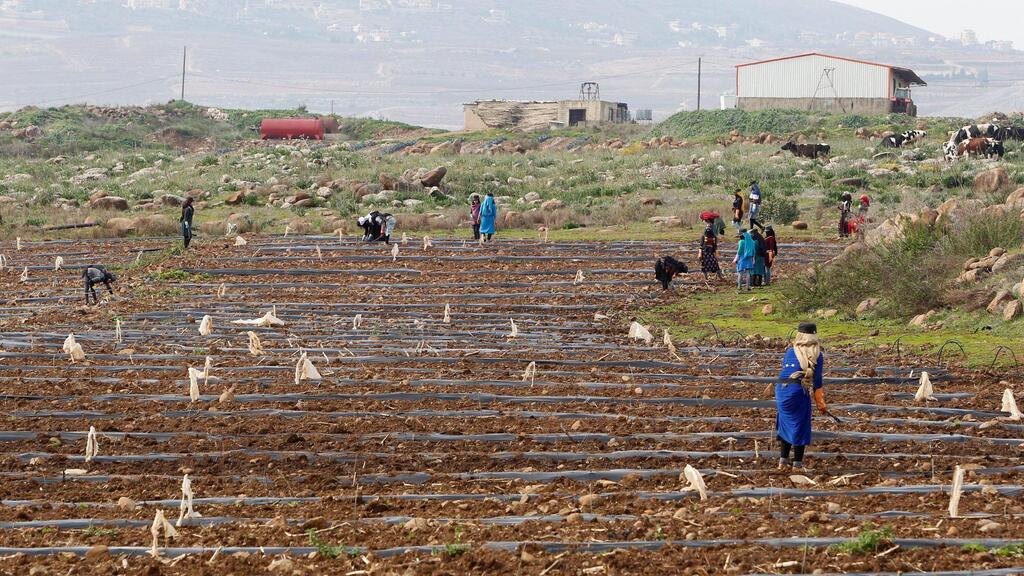 Farmers workd in a field in the village of Wazzani, near the Lebanese-Israeli border 