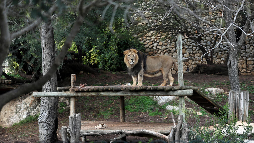 An Asian lion stands in his living area in The Biblical Zoo in Jerusalem (Photo: Reuters) An Asian lion stands in his living area in The Biblical Zoo in Jerusalem