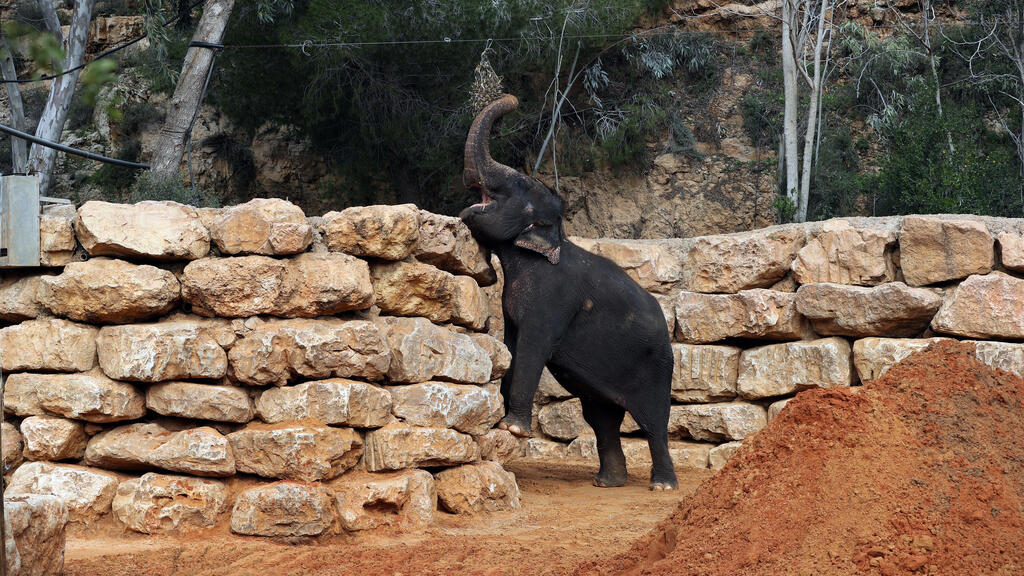 An Asian elephant eats in his living area in The Biblical Zoo in Jerusalem, which is closed due to the coronavirus disease (Photo: Reuters) An Asian elephant eats in his living area in The Biblical Zoo in Jerusalem, which is closed due to the coronavirus disease