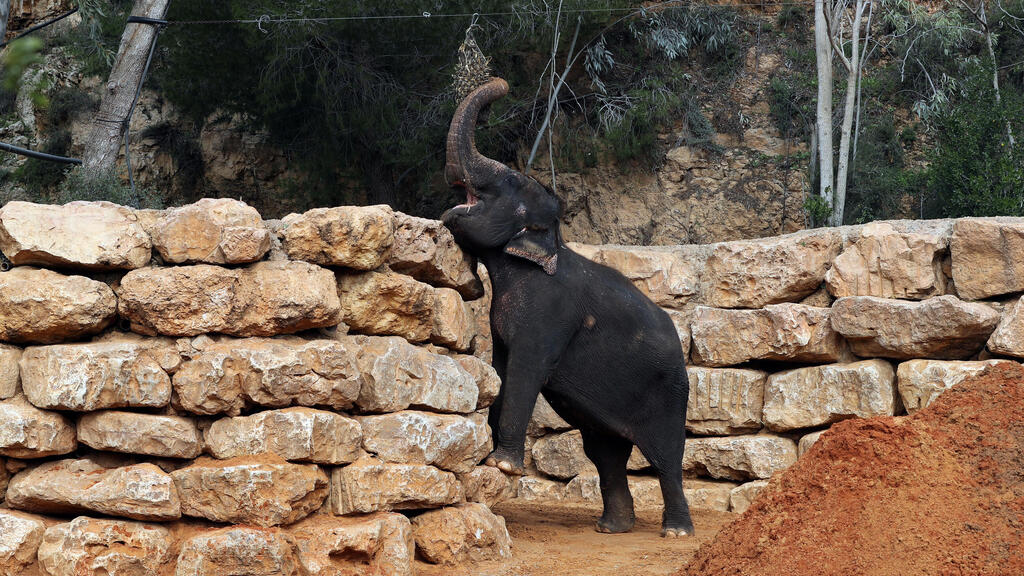 An Asian elephant eats in his living area in The Biblical Zoo in Jerusalem, which is closed due to the coronavirus disease 