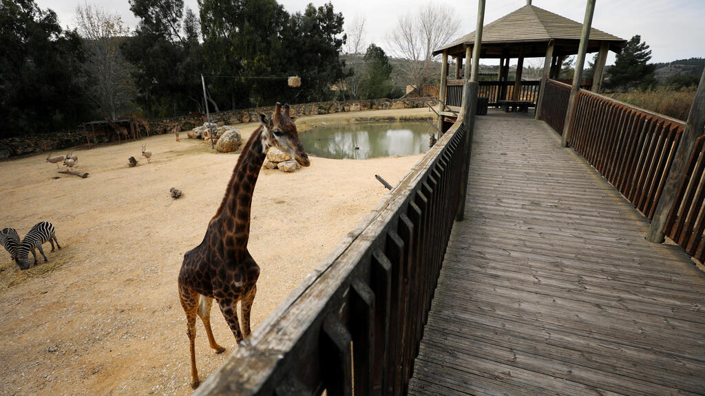 A South African giraffe walks in her living area in The Biblical Zoo in Jerusalem, which is closed due to the coronavirus disease (Photo: Reuters) A South African giraffe walks in her living area in The Biblical Zoo in Jerusalem, which is closed due to the coronavirus disease
