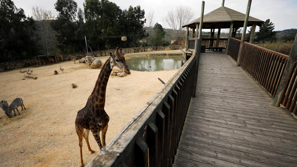 A South African giraffe walks in her living area in The Biblical Zoo in Jerusalem, which is closed due to the coronavirus disease