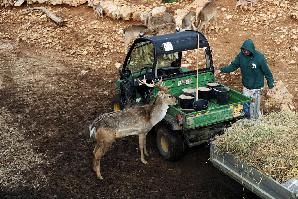 A zookeeper feeds animals as a Persian fallow deer stands by his vehicle in The Biblical Zoo in Jerusalem (Photo: Reuters) A zookeeper feeds animals as a Persian fallow deer stands by his vehicle in The Biblical Zoo in Jerusalem