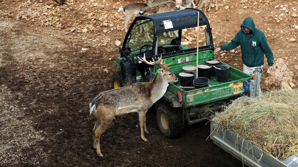 A zookeeper feeds animals as a Persian fallow deer stands by his vehicle in The Biblical Zoo in Jerusalem