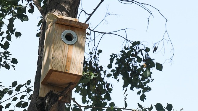 תיבות קינון שהותקנו בראשון לציון