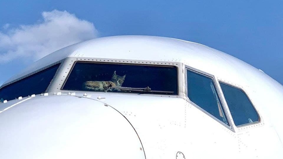 חתול עשה נזק בתא טייסים במטוס אל על
