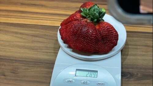 Клубника весом 290 г 
