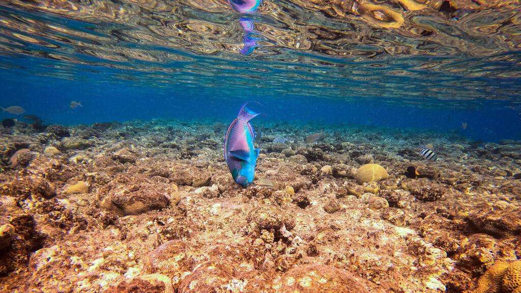 A view of marine life at a coral reef in the Red Sea waters off the coast of Israel's southern port city of Eilat, Feb. 2021 