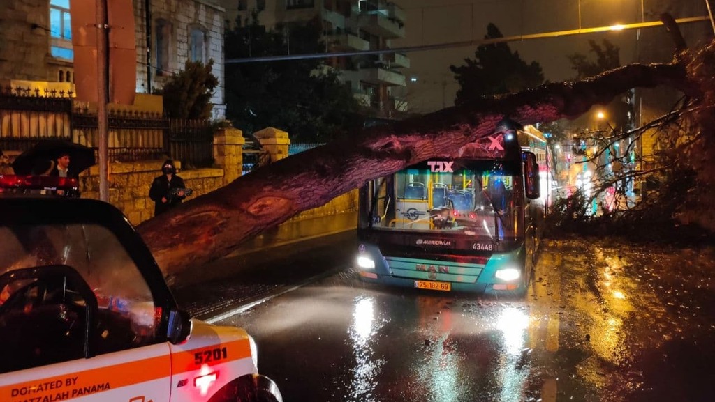 עץ קרס על אוטובוס ברחוב קינג ג'ורג' בירושלים