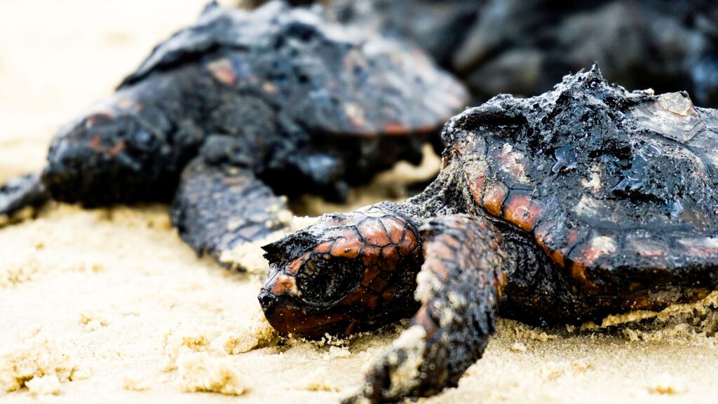 צבים שנפגעו מהזפת בחוף דור