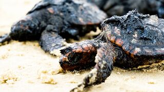 צבים שנפגעו מהזפת בחוף דור