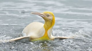 הפינגווין הצהוב